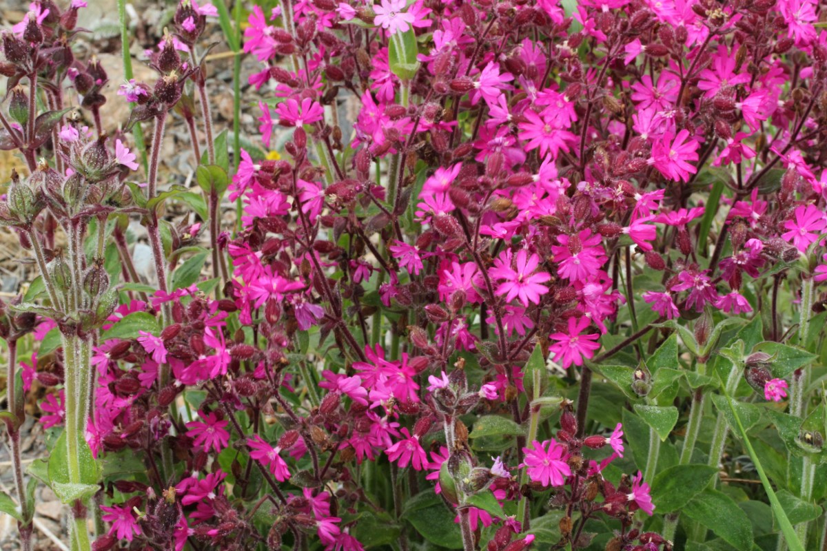 Red campion 4